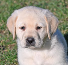 yellow lab pup