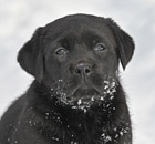 black female lab pup