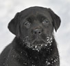 black female lab pup
