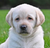 white female pup