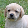 yellow male pup