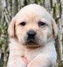 yellow male pup
