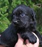 black female lab pup