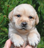 yellow male lab pup