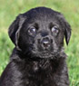 black female lab pup