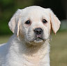 fox red female lab pup