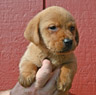 fox red female lab pup