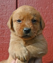 fox red female lab pup