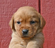 fox red female lab pup