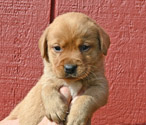 fox red female lab pup